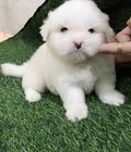 Hình ảnh: Chó trắng bông xù nhà đẻ
