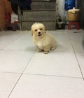Hình ảnh: Bán Poodle tiny !