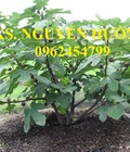 Hình ảnh: Cung cấp cây giống sung mỹ, sung ngọt, kỹ thuật trồng sung mỹ cho năng suất cao, giao cây toàn quốc