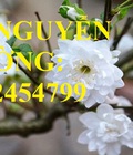 Hình ảnh: Cung cấp cây giống đào bạch, cây giống đào trắng, địa chỉ cung cấp cây chất lượng giao cây toàn quốc