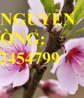 Hình ảnh: Cung cấp cây giống cây đào phai, cây hoa đào trồng chơi tết, kỹ thuật trồng cây hoa đào, giao cây toàn quốc