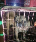 Hình ảnh: Bán chó pug