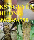Hình ảnh: Cung cấp bình xịt ruồi vàng, thuốc diệt ruồi vàng, thuốc bảo vệ thực vật, giao hàng toàn quốc