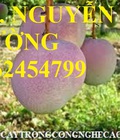Hình ảnh: Cung cấp cây giống xoài, cây giống xoài úc, cây giống phát triển cho năng suất cao, giao cây toàn quốc
