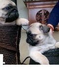 Hình ảnh: PUG dòng mini hơn 2 tháng