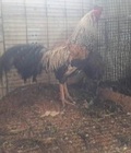 Hình ảnh: gà cú asil 1 kg mới lên 0243