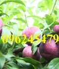 Hình ảnh: Cung cấp cây giống mận hậu, mận tam hoa, mận cho năng suất cao, giao cây toàn quốc