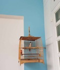 Hình ảnh: Chim luôn lồng