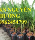 Hình ảnh: Cung cấp giống cây dừa xiêm lùn, cây dừa xiêm uống nước, dừa xiêm xanh, giao cây toàn quốc