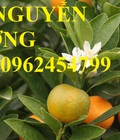 Hình ảnh: Cung cấp cây giống quất chua, quất ngọt, kỹ thuật trồng cây quất, giao cây toàn quốc