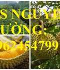 Hình ảnh: Cung cấp cây giống sầu riêng ri6, cây giống sầu riêng cơm vàng hạt lép, cây giống chất lượng