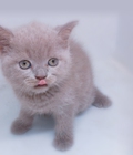 Hình ảnh: HCM- Bán mèo lilac siêu cute