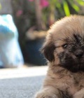 Hình ảnh: Chó bắc kinh nâu xám, 400 gram, 2 tháng
