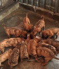 Hình ảnh: Chó phú quốc vện cọp lưỡi đen