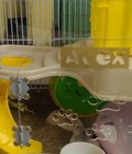 Hình ảnh: Lồng hamster đẹp( kích thước 25x30x30) fix nhe
