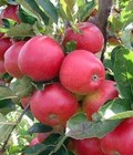 Hình ảnh: Địa chỉ cung cấp cây giống táo tây ruột đỏ, cây giống chuẩn chất lượng cho năng suất cao