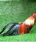 Hình ảnh: Gà tân châu chuối tơ 7 tháng.