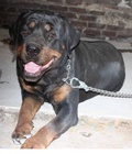 Hình ảnh: rottweiler cái 17 tháng đang salo