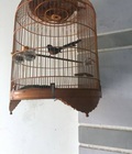 Hình ảnh: Chích choè và lồng chim