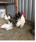 Hình ảnh: Gà thái : 500k / cặp.
