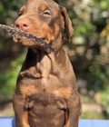 Hình ảnh: chó doberman đức hậu duệ giấy VKA