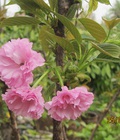 Hình ảnh: Địa chỉ chuyên cung cấp cây giống hoa anh đào, cây hoa anh đào Nhật Bản, giao cây toàn quốc