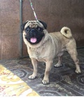 Hình ảnh: chó pug đực