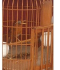 Hình ảnh: Chim thuần 2 mùa rồi