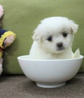 Hình ảnh: Chó pom bk teacup 460 gram, 2 tháng