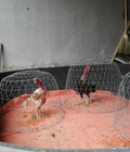 Hình ảnh: Bán gà đạp mái