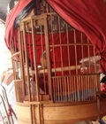 Hình ảnh: mi 1.5 mủa