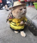 Hình ảnh: Áo Hoàng Thượng cho chó mèo