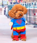 Hình ảnh: Áo Siêu nhân Superdog cho chó mèo