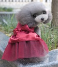 Hình ảnh: Váy đầm cực xinh cho cún yêu