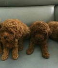 Hình ảnh: Chó Poodle con 2,5tháng