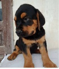 Hình ảnh: Đàn chó  Rottweiler