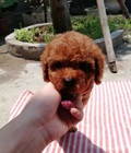 Hình ảnh: Poodle Nâu đỏ teacup tiny