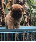 Hình ảnh: Chow chow đực