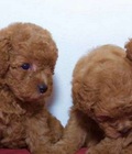 Hình ảnh: Chó Poodle con