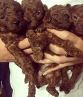 Hình ảnh: Chó Tiny poodle con