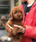 Hình ảnh: Đàn poodle 2 e cái màu nâu đỏ tìm chủ