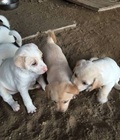 Hình ảnh: chó cỏ bao đẹp