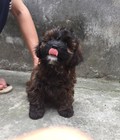 Hình ảnh: poodle lai