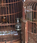 Hình ảnh: 2 em họa mi mộc và mộc dở