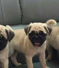 Hình ảnh: Chó Pug mini