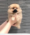 Hình ảnh: Fox sóc vàng, chó nhà đẻ