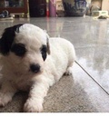 Hình ảnh: Poodle bò sữa