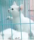Hình ảnh: Mèo trắng tinh ald nhà đẻ mắt xanh hai màu
