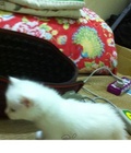 Hình ảnh: Tìm chủ mới cho đàn mèo con lai mèo Nga.