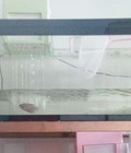 Hình ảnh: Hồ cá cũ